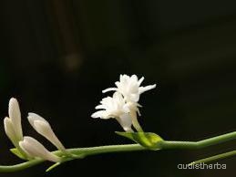 augmented_Polianthes tuberosa flower6_0_6754.jpeg